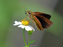 Euphyes dukesi calhouni