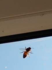 Apis mellifera