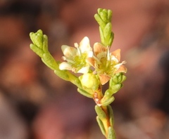 Diosma prama