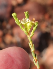 Diosma prama