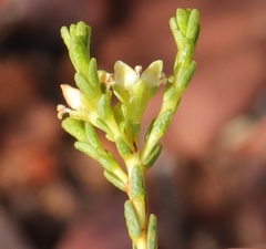 Diosma prama