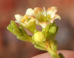 Diosma prama