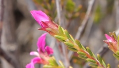 Acmadenia sheilae
