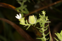 Rhopalomyia gemmaria