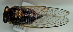 Diceroprocta vitripennis