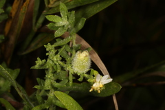 Rhopalomyia gemmaria