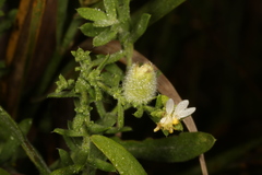 Rhopalomyia gemmaria