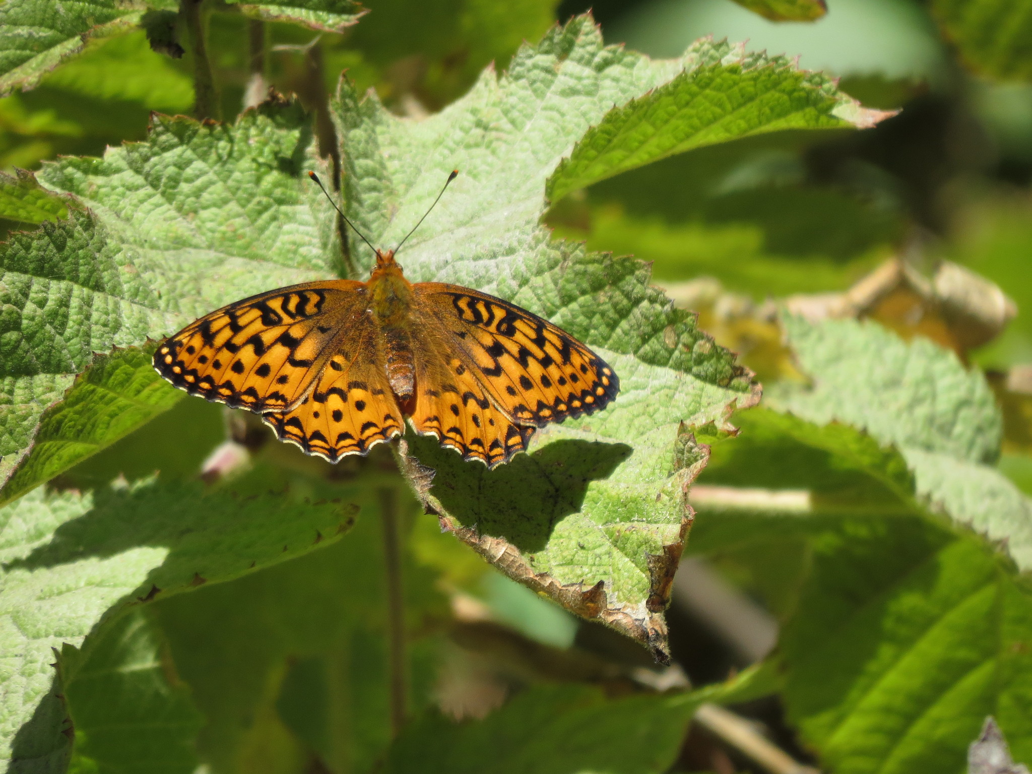 Sonoma Zerene Fritillary (Subspecies Speyeria zerene sonomensis) ·  iNaturalist