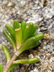 Sedum alpestre