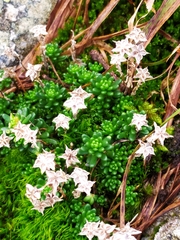 Sedum alpestre