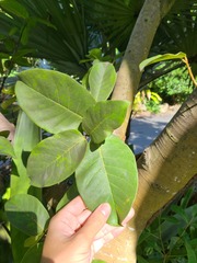 Ficus trigonata
