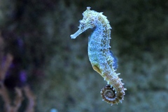 Spotted Seahorse photo 1