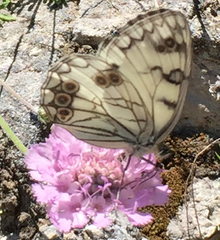 Melanargia arge
