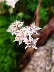 Sedum alpestre