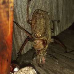 Sphaenognathus pubescens