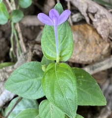 Siphonoglossa sessilis