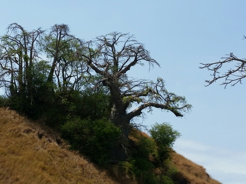 Adansonia digitata