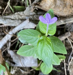 Siphonoglossa sessilis