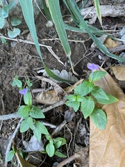 Siphonoglossa sessilis