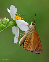 Euphyes dukesi calhouni