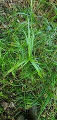 Carex muskingumensis