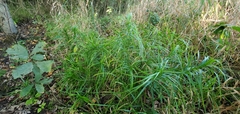 Carex muskingumensis