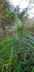 Carex muskingumensis