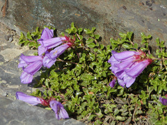 Penstemon davidsonii