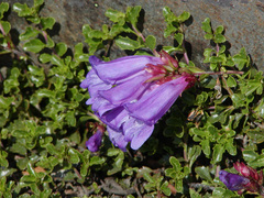 Penstemon davidsonii