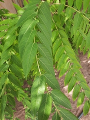 Ailanthus altissima