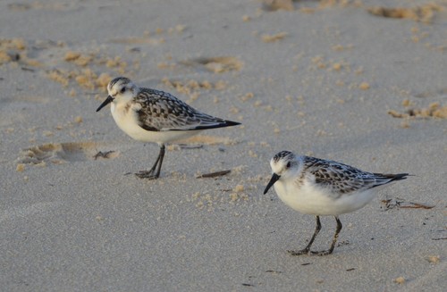 Correlimos tridáctilo (Calidris alba)