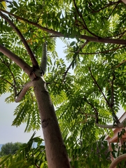 Ailanthus altissima