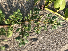 Trianthema portulacastrum