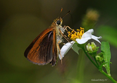 Euphyes dukesi calhouni