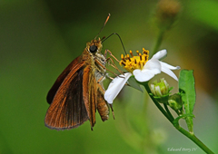 Euphyes dukesi calhouni