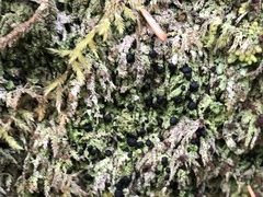 Bilimbia sabuletorum