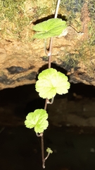Tiarella stolonifera