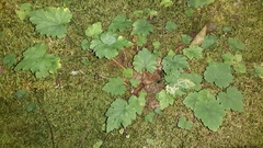 Tiarella stolonifera
