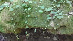 Tiarella stolonifera