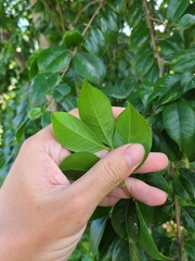Eugenia biflora