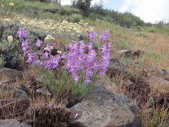 Penstemon gairdneri