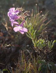 Penstemon gairdneri