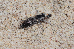 Stichopogon venturiensis