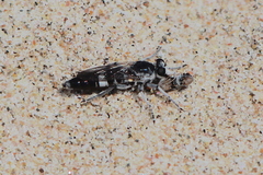 Stichopogon venturiensis