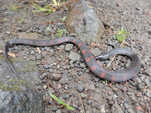 Photo of a Colombian Earth Snake (brachycephalus) (Geophis brachycephalus)