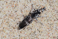 Stichopogon venturiensis