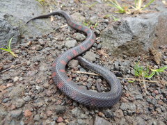 Geophis brachycephalus