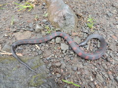 Geophis brachycephalus