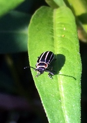 Disonycha pensylvanica