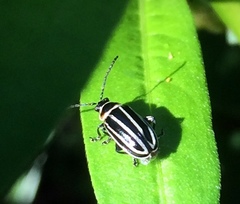 Disonycha pensylvanica